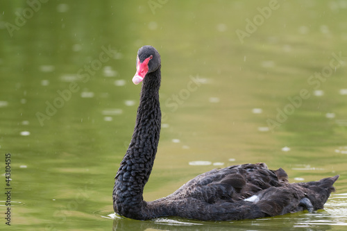 Black swan Cygnus atratus swimming in a lake in the rain