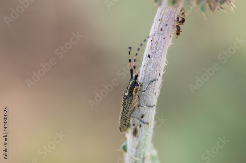 Agapanthia villosoviridescens sit on grass.
golden-bloomed grey longhorn beetle photo