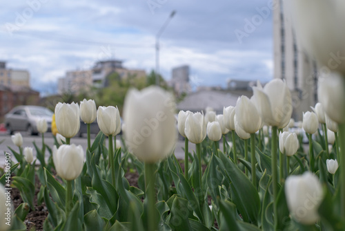 white tulips