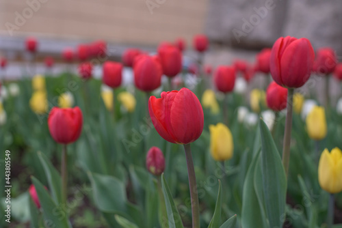 red tulips in the garden