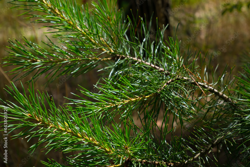 Pine tree branch on the sunlight summer forest.