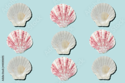 Pattern of colorful seashells againts pastel blue background. Flat lay.