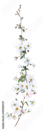 A long branch with many small white flowers hand drawn in watercolor isolated on a white background. Watercolor illustration. Floral watercolor element.  