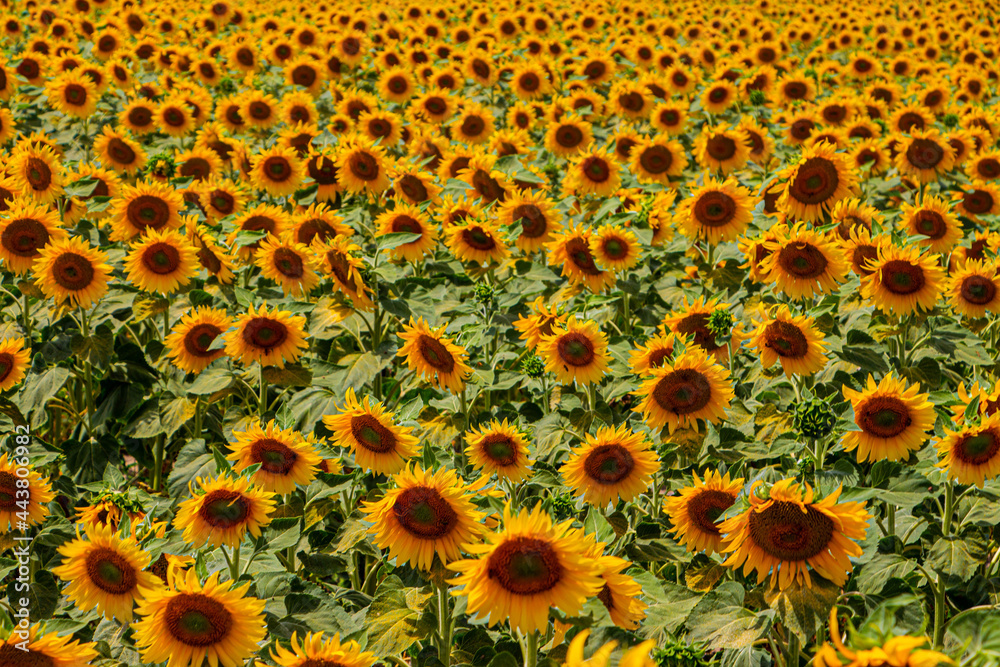 Fototapeta premium champ de tournesols 