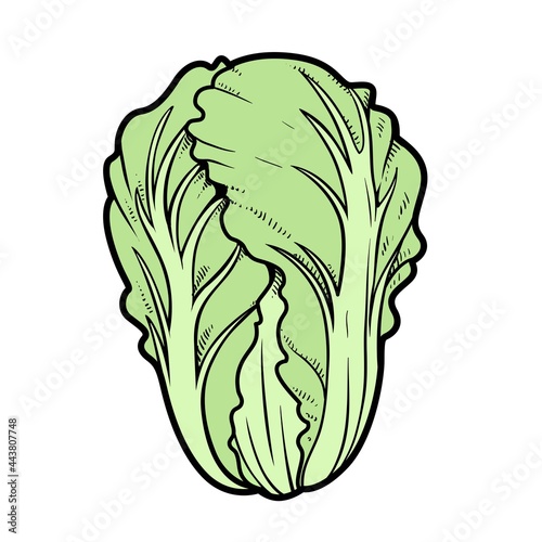 Chinese cabbage color variation for coloring page isolated on white background
