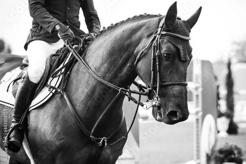 Black and white Equestrian Sports photo-themed: Horse jumping over the obstacle. © Pratiwi