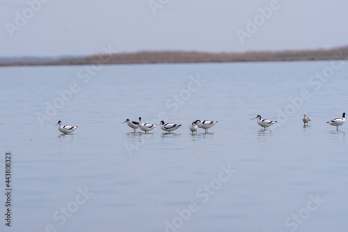 Recurvirostra avosetta walk on salt lake Bolsoi liman.
Family Pied avocet walk in lake, Volgograd region, Russia. photo