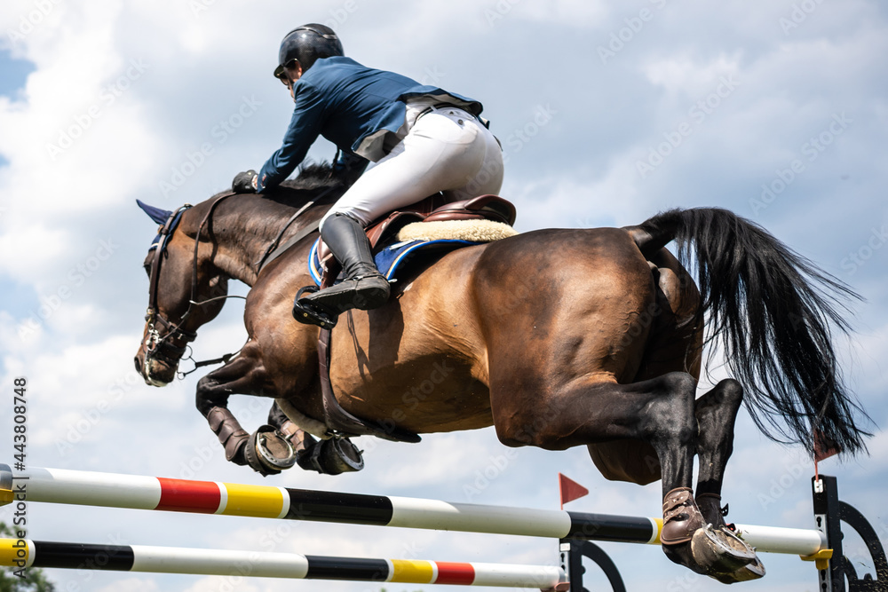 Foto Stock Equestrian Sports photo themed: Horse jumping, Show Jumping, Horse  riding. | Adobe Stock