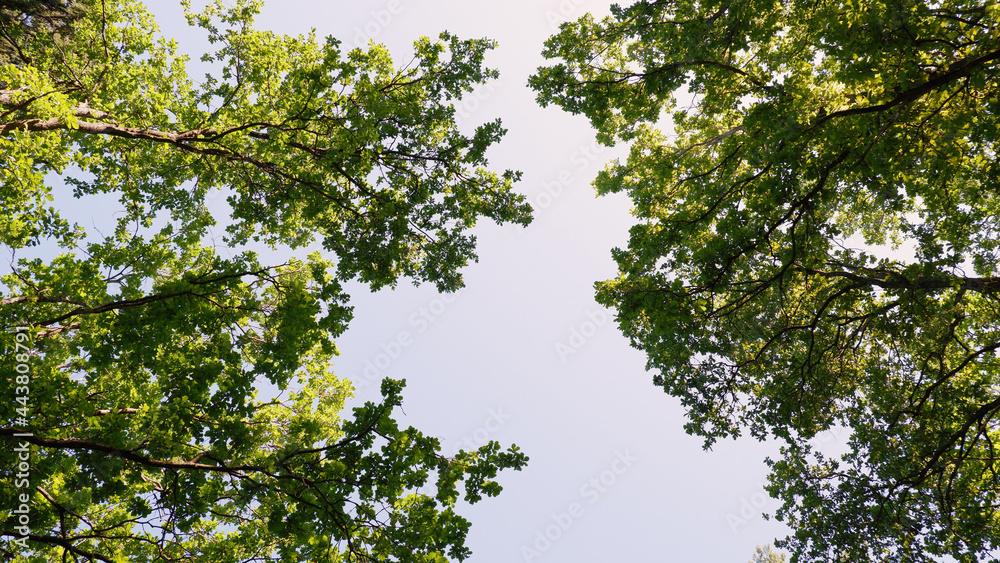 Treetops against the blue sky Treetops against the blue sky