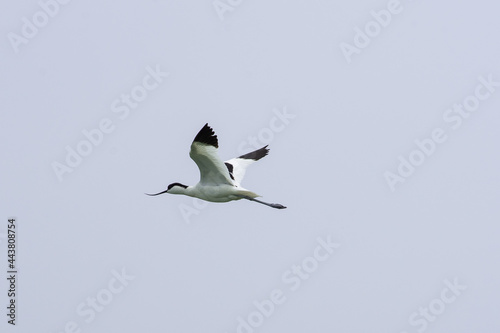 Recurvirostra avosetta walk on salt lake Bolsoi liman.
Family Pied avocet walk in lake, Volgograd region, Russia. photo