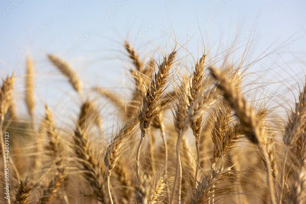 Close up of ripe wheat ears. Rich harvest concept. Close up of ripe wheat ears. Rich harvest concept.