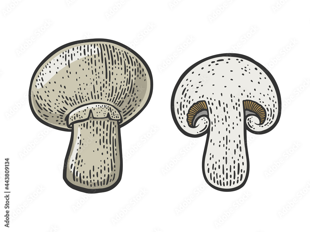 Cut champignon mushroom color line art sketch engraving vector illustration. T-shirt apparel print design. Scratch board imitation. Black and white hand drawn image. Cut champignon mushroom color line art sketch engraving vector illustration. T-shirt apparel print design. Scratch board imitation. Black and white hand drawn image.