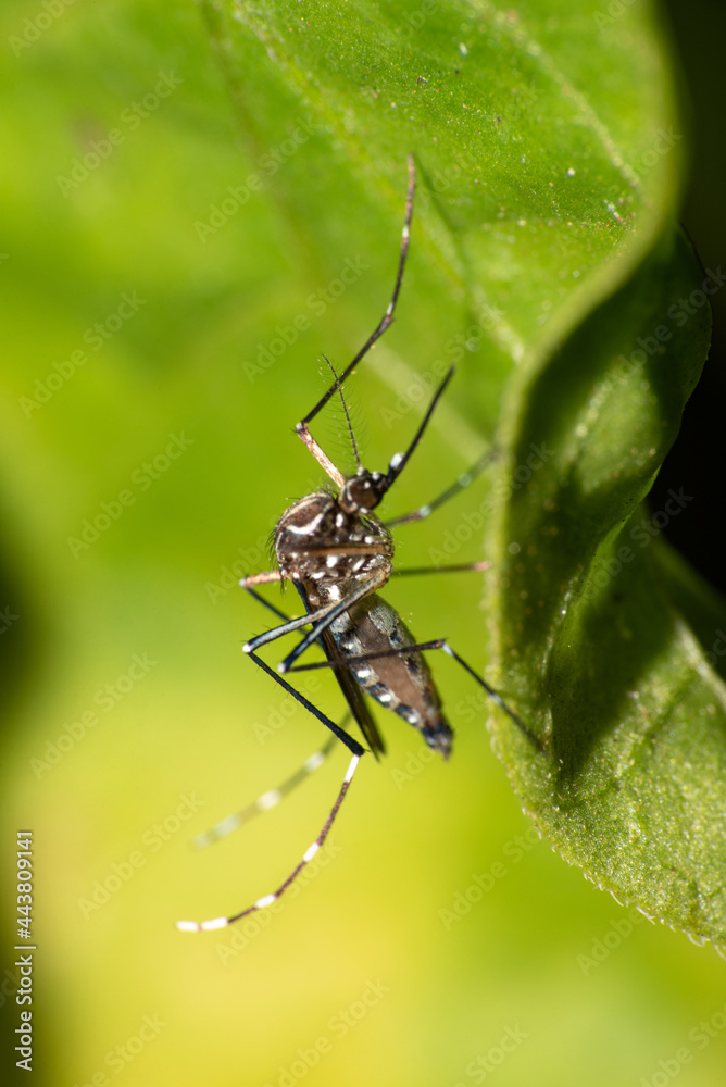 Aedes aegypti mosquito that transmits Dengue in Brazil perched on a leaf, macro photography, selective focus Aedes aegypti mosquito that transmits Dengue in Brazil perched on a leaf, macro photography, selective focus