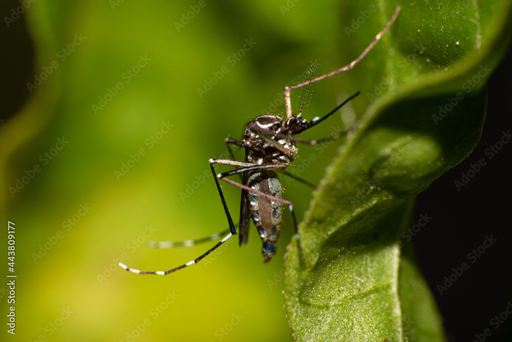 Aedes aegypti mosquito that transmits Dengue in Brazil perched on a leaf, macro photography, selective focus Aedes aegypti mosquito that transmits Dengue in Brazil perched on a leaf, macro photography, selective focus