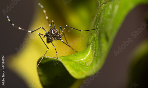 Aedes aegypti mosquito that transmits Dengue in Brazil perched on a leaf, macro photography, selective focus photo