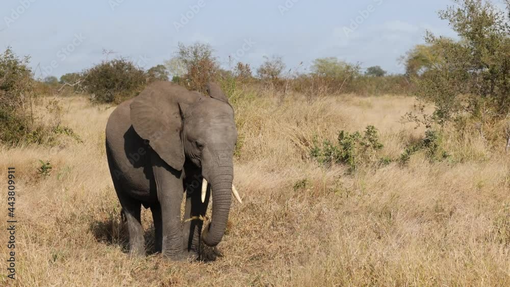 Young African elephant calf feeding on grass in winter Young African elephant calf feeding on grass in winter