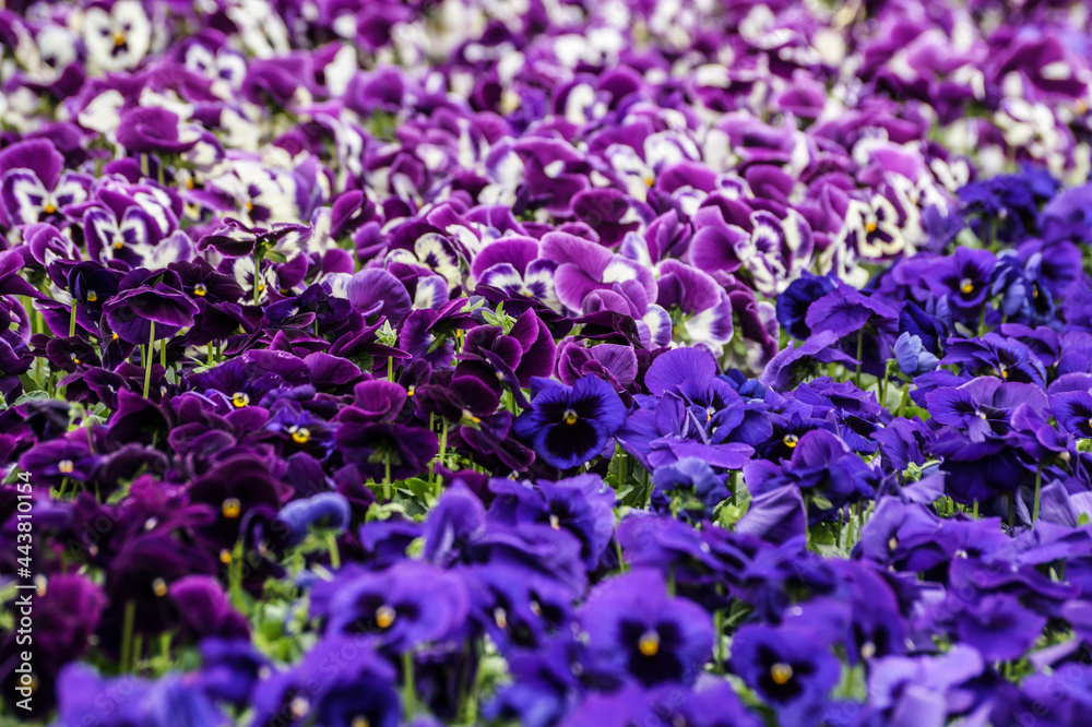  azules y violetas ,Multicilor. Plantas de invernadero.  Stock Photo | Adobe Stock