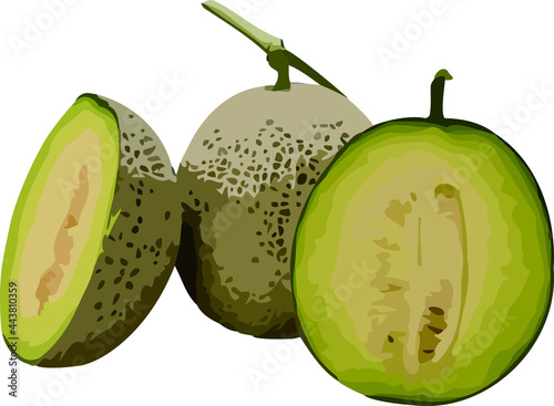 Melon with a white background