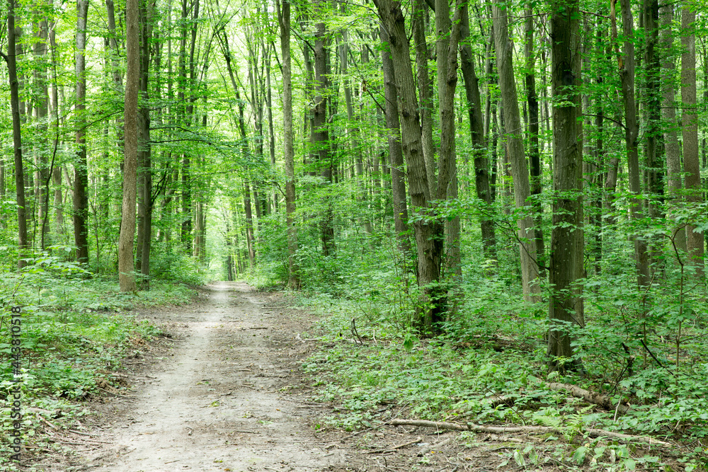 Obraz premium Forest trees. nature green wood sunlight backgrounds