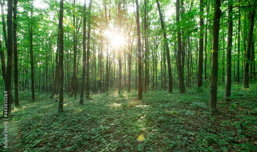 Forest trees. nature green wood sunlight backgrounds Forest trees. nature green wood sunlight backgrounds