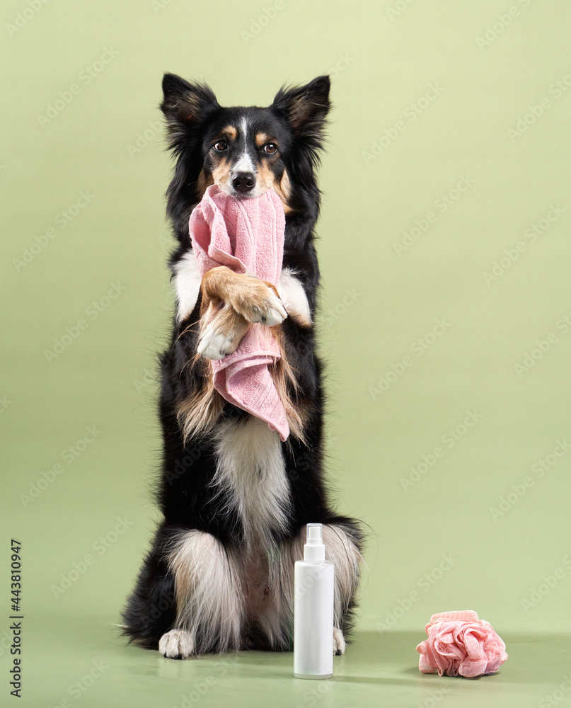 the dog is holding a towel in his teethl. Border collie at wash, grooming the dog is holding a towel in his teethl. Border collie at wash, grooming