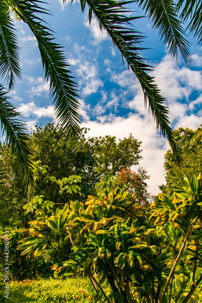Conjunto de árboles con el cielo y nubes de fondo
Conjunto de árboles con el cielo y nubes de fondo