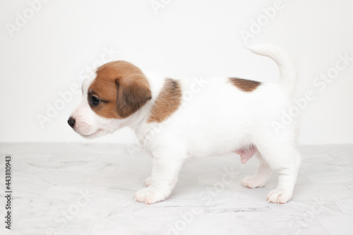 Close-up cute little puppy of Jack Russell terrier dog. Jack russell terrier puppy on a white background. Copyspace for ad, design. © Polina