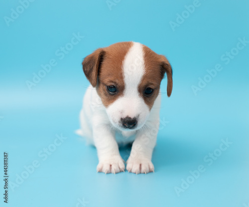 Close-up cute little puppy of Jack Russell terrier dog. Copyspace for ad, design. White cute puppy on a blue background.