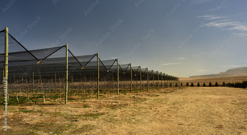 A long neat row of dark apple nets protecting the apple trees