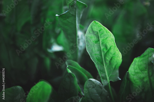 Green sorrel, spinach plants. Local vegetable planting farm. Fresh organic Raw marsh grass leaves for spring vegetables soup and salad Natural vegetable garden background Patience dock growing texture photo