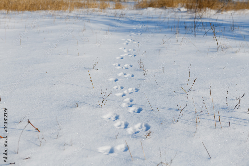 Dog paws prints path at fresh snow