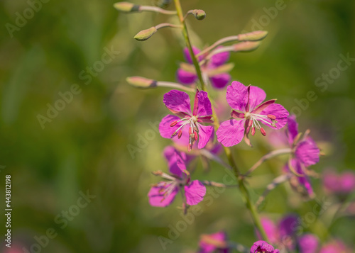 Purple flowers on a green blurred background. Fireweed. Blooming Sally. Copy space. Macro.