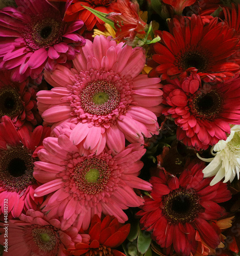 background of beautiful red and pink gerberas close-up