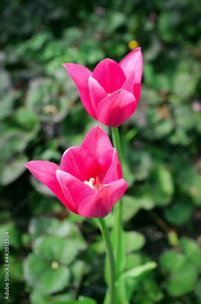beautiful pink tulips close-up on a background of green leaves