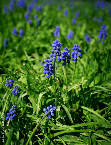 beautiful small blue spring flowers on the background of juicy green grass in the garden