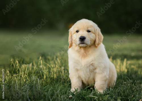 Young Pretty Golden Retriever Puppy Laying in Sun on Grass. 6 Week old Golden Retriever puppy