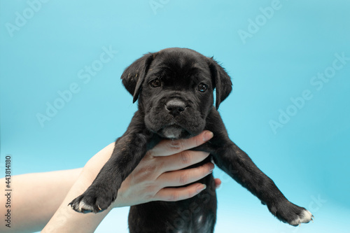 Black puppy on a blue background. Little Cane Corso. Dog show. Pedigree dog.
