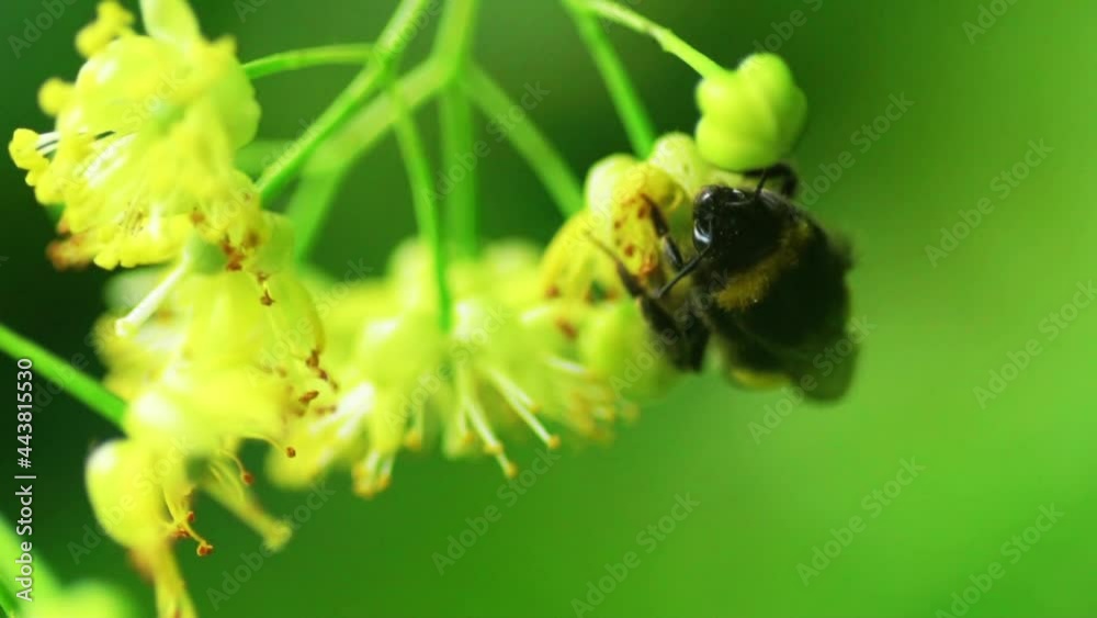 bumblebee pollinates flowers, slow motion bumblebee pollinates flowers, slow motion