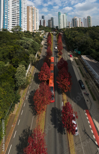 Vista aérea das árvores no outono em Curitiba na rua Árvores de outono Rua Deputado Heitor Alencar Furtado, Paraná, Brasil photo