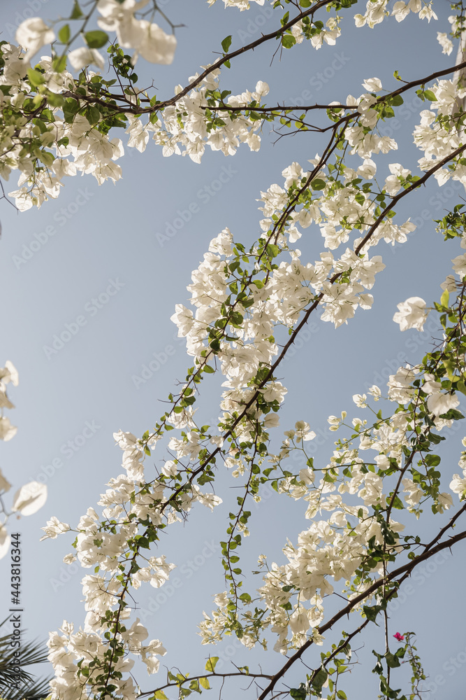 Closeup of tropical plant with beautiful white flowers and green leaves against blue sky Closeup of tropical plant with beautiful white flowers and green leaves against blue sky