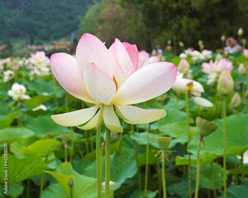 flower of lotus with petals