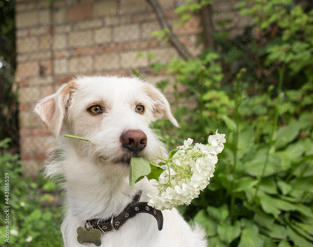 funny white dog with a white hydrangea flower in his teeth is sitting in the garden. surprise for the owner with love. harmony of nature. Beloved loyal pet friend funny white dog with a white hydrangea flower in his teeth is sitting in the garden. surprise for the owner with love. harmony of nature. Beloved loyal pet friend