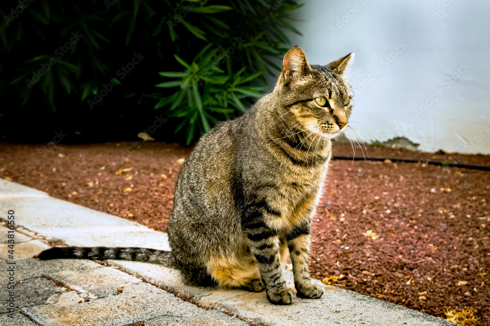 Naklejka premium Siedzący kot z hotelu na Lanzarote