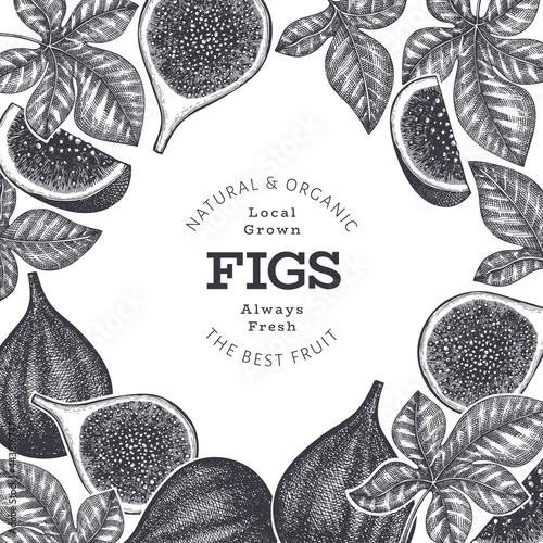 Hand drawn fig fruits design template. Organic fresh food vector illustration. Retro fig fruit banner.