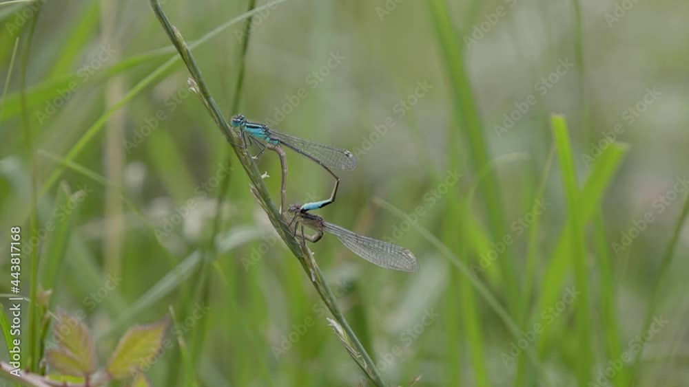 Common Blue Damselflies Mating on a Grass Stem