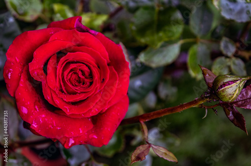Blüten im Juli 2021, nach dem Regen. Rote Rosen