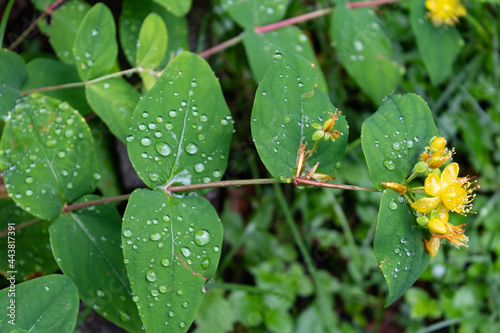 Blüten im Juli 2021, nach dem Regen. Hypericum