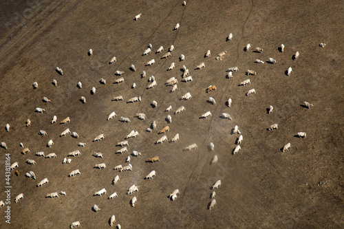 Aerial view of a cattle breeding farm.