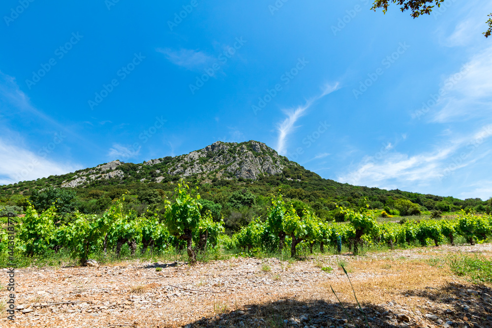 Vue sur le Pic de Vissou depuis les vignes (Occitanie, France)
