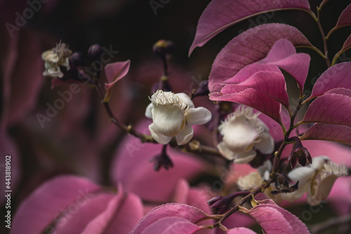 Selective Focus on flowers and pink leaves of the Lecythis pisonis (Sapucaia in portuguese) tree . Soft light on exotic vegetation. Beautiful natural blurred background. photo